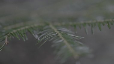 Karlı yeşil dallar