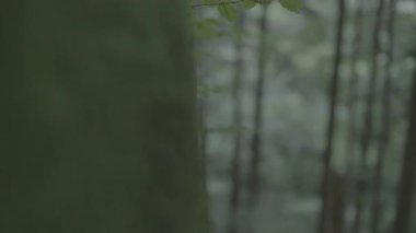 Yeşil yapraklı bulanık arkaplan