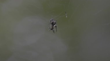 örümcek ve web üzerinde.