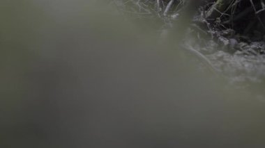 Ormanda yosunlu bir ağaç gövdesinin yakın çekimi.