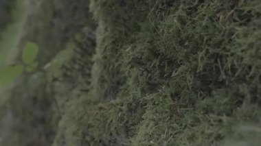 Ormanın güzel manzarası