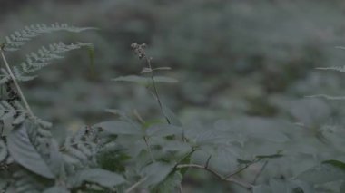 Güzel botanik fotoğrafı, doğal duvar kağıdı.