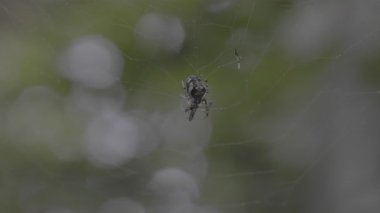 Örümcek ağı ağda