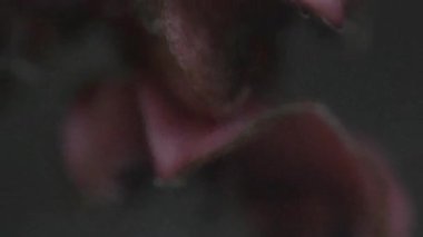 Güzel botanik fotoğrafı, doğal duvar kağıdı.