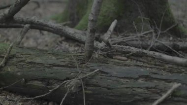 Bir sürü odunu olan yaşlı bir kütük.