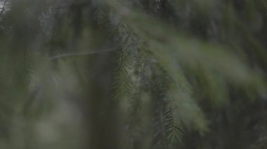 Ormanda yeşil yapraklar