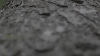 Ağaç gövdesi dokusu kapat