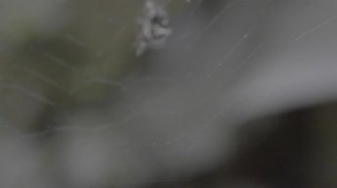 Siyah arkaplanı olan örümcek.