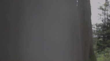 Orman, ağaçlar, dallar ve çalılar bulanık