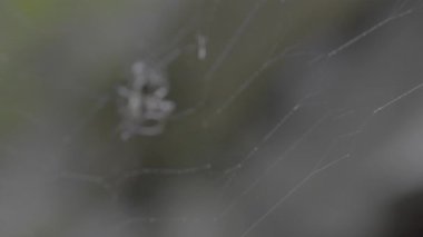 Siyah arkaplanda örümcek ağı