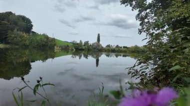 Ormanda güzel çiçekler