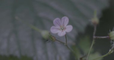 Güzel botanik fotoğrafı, doğal duvar kağıdı.
