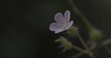 Güzel botanik fotoğrafı, doğal duvar kağıdı.