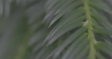 yeşil yapraklar, bitkiler ve yapraklar