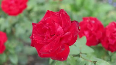 Bahçede açan güzel kırmızı çiçekler