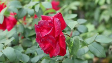 Bahçedeki güzel kırmızı gül