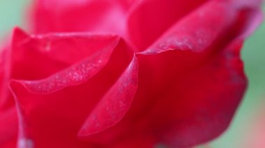 Kırmızı gül ve su damlası. Yumuşak odaklı makro fotoğrafçılık. Yüzeyin derinliği.