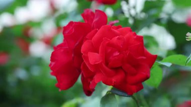 Bahçede güzel kırmızı güller