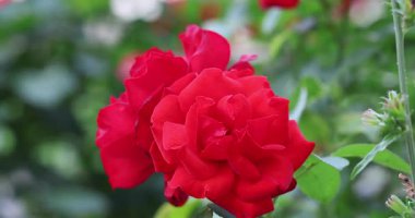 Bahçedeki güzel güller