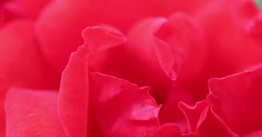 Kırmızı gül, yaklaş.