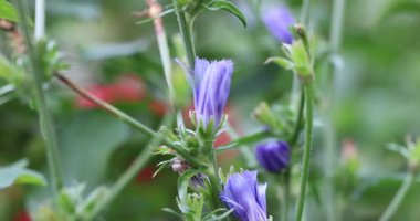 Güzel botanik fotoğrafı, doğal duvar kağıdı.