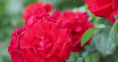 Bahçede güzel kırmızı güller