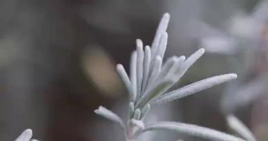 Bahçedeki beyaz çiçek