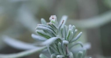 Bahçedeki bir bitkiyi kapat.
