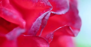 Bahçedeki güzel kırmızı çiçek