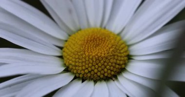 Güzel bir beyaz papatya yakın çekim