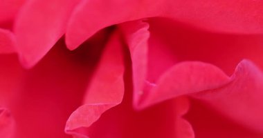 Kırmızı çiçekli makro çekim