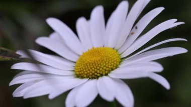 Bahçede güzel beyaz bir papatyanın yakın çekimi.