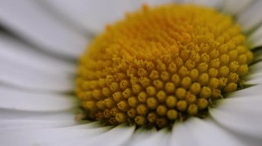 Güzel beyaz papatya çiçeğinin makro görüntüsü.
