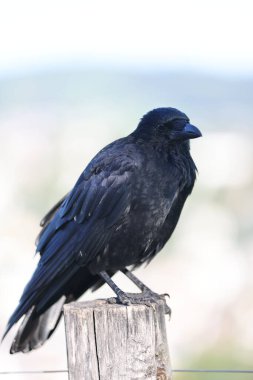 Bir kuşun yakın çekim görüntüsü. Siyah karga tamamen siyah bir kuştur. Tüyleri yeşil ya da mor renktedir..