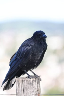 Bir kuşun yakın çekim görüntüsü. Siyah karga tamamen siyah bir kuştur. Tüyleri yeşil ya da mor renktedir..