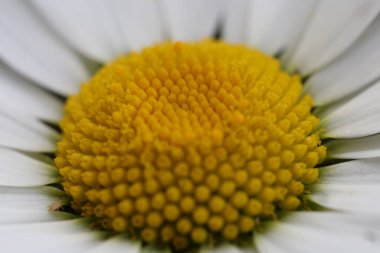 bir çiçeğin makro çekimi