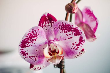 Üzerinde lekeler olan tek bir pembe ve beyaz orkide. Çiçek tamamen çiçek açmış ve ilgi odağı olmuş.