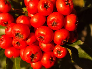 Bir bitkinin üzerinde kırmızı böğürtlen demeti. Meyveler küçük ve yuvarlaktır. Renkleri kırmızı.