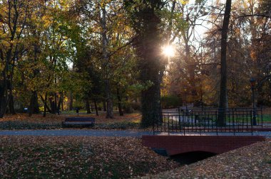 Köprüsü ve bankı olan bir park. Güneş yaprakların üzerinde parlıyor.