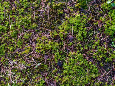 Yerde bir parça yosun. Yosun yeşil ve kahverengidir. Toprak ölü yapraklar ve dallarla kaplı.