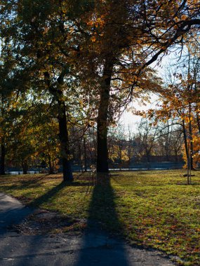 Ağaçları ve göleti olan bir park. Ağaçlar yapraklarla dolu ve güneş onların üzerinde parlıyor.