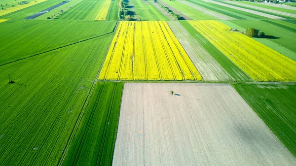 İçinde bir kişinin yürüdüğü bir ekin tarlası. Alan yeşil ve sarı. Gökyüzü manzarası.
