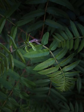 Renkli yapraklı bitkilerin farklı türleri olan güzel yeşil bir ev. Botanik Bahçesi. Kapalı Botanik Bahçesi. Tropik bitkiler. Yüksek kalite fotoğraf