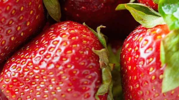 Bir sürü kırmızı çilek yakın çekim. Çilekler taze ve olgun, parlak kırmızı bir renkle. Bereket ve tazelik kavramı, çilekler üst üste yığılmış ve yenmeye hazır.