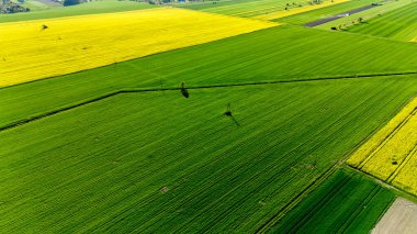 İçinde bir kişinin yürüdüğü bir ekin tarlası. Alan yeşil ve sarı. Gökyüzü manzarası.