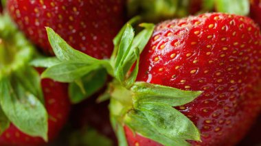 Bir sürü kırmızı çilek yakın çekim. Çilekler taze ve olgun, parlak kırmızı bir renkle. Tazelik ve bolluk kavramı