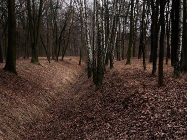 Ortasında patika olan sakin bir orman sahnesi. Yol kalın bir yaprak katmanıyla çevrili. Huzurlu ve sakin bir atmosfer yaratıyor. Ağaçlar uzun ve yoğun.