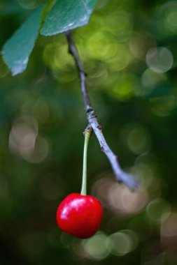 Cherry bir ağaç dalına asılmış. Kiraz kırmızıdır ve dikkatin merkezidir. Duvar kağıtları dikey. Arkaplan dikey.