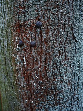 Doğal arka plan, ağaç kabuğundaki zambaklar. Yüksek kalite fotoğraf
