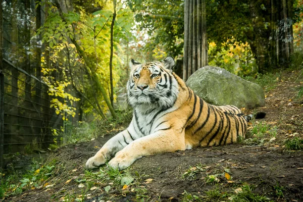 Seekor Harimau Bersandar Tanah Antara Pohon Pohon — Stok Foto
